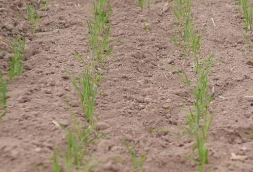 种子处理， 别急，一步一步来