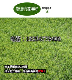 自问自答：哪些牧草既嫩适应河北春季气候，又嫩平安越冬？