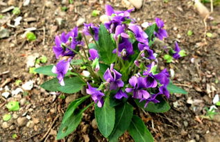 经验之谈：听听老农的建议