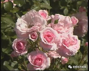 月季，盛放淮安