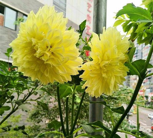 梅花树种植技巧，如何让花开得更艳
