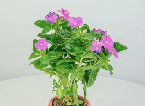 植物黄叶落叶急救法