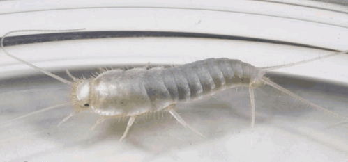 打虫药与寄生虫的较量