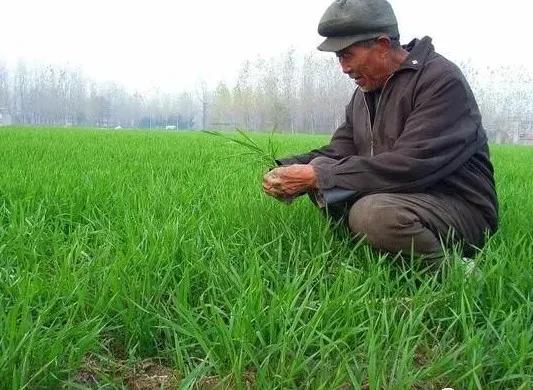 牲畜误食除草剂会有哪些严重危害？对它们的健康和生存构成威胁吗？