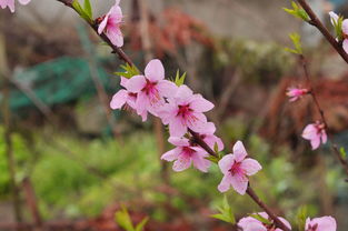 桃花绽放的秘密：春季花开时节探秘