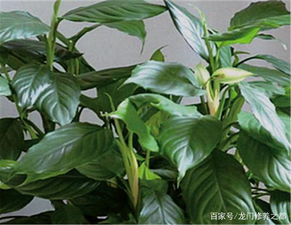 家养盆栽三七：神奇的叶子，治疗常见病的小助手