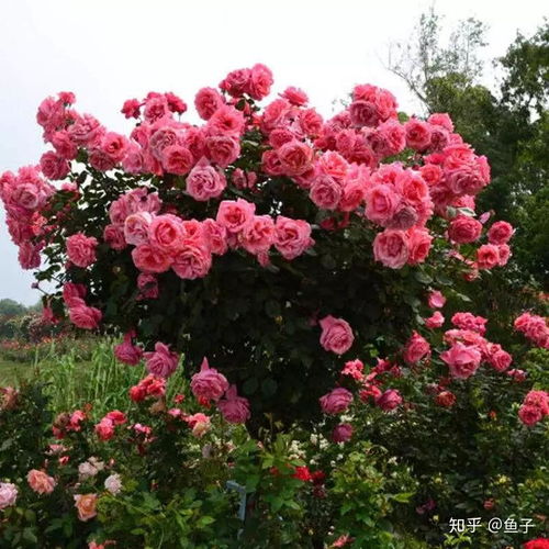 一、 病虫害的困扰