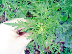 三裂叶豚草：入侵植物