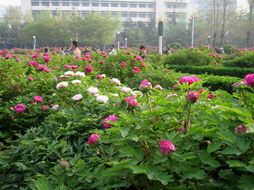 草花绽放， 生命力的讴歌