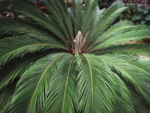 30年树龄的棕榈树价值