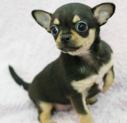 吉娃莲的养护方法：揭秘多肉植物的美丽与神秘