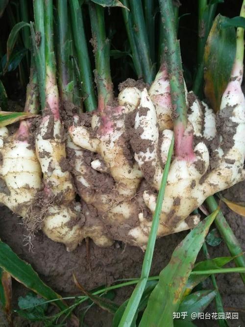 第一步：选好种子，不嫩马虎哦