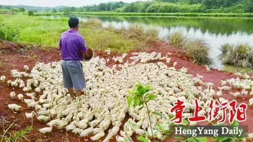 冷季型草种？NO！