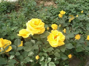 花儿的颜色，真的那么重要吗？