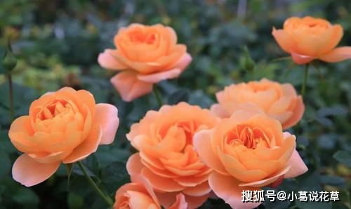 月季花的世界， 丰花月季的美丽与坚韧