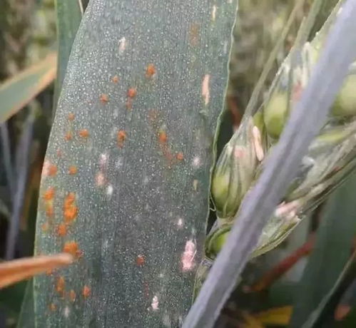 小麦杆锈病的小知识