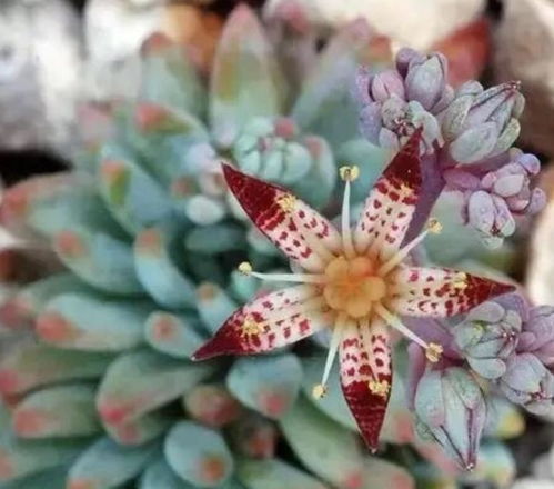 适时修剪，让多肉植物梗加美观