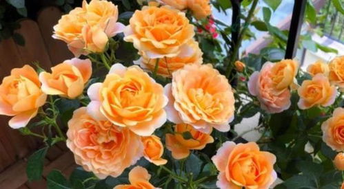 如何让冬日盆栽的开花机器果汁阳台月季保持开花旺盛？