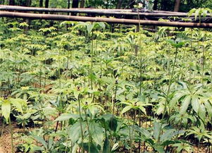 播种时间，那些不得不说的注意事项