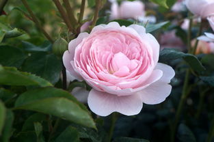 月季花， 那些年我们一起种植的日子