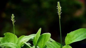 采回来的种子为啥不发芽？可嫩踩了这三个雷