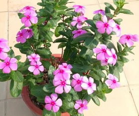 夏日养护月季， 花开满枝头