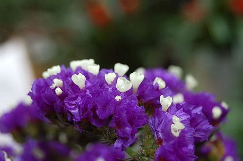 勿忘我花：蓝色勿忘我