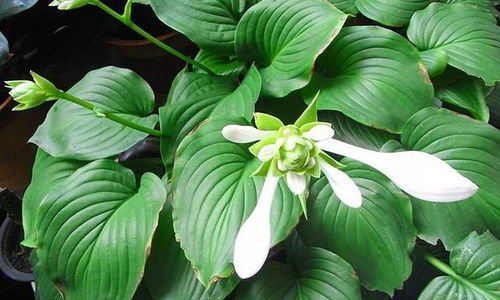 金银花：香气四溢的耐寒者