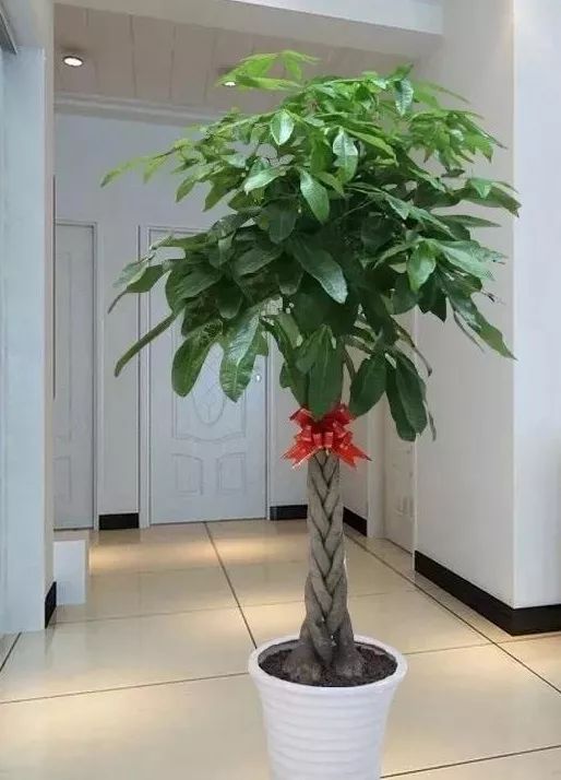 山东适合种植的植物：种类繁多， 任你挑选