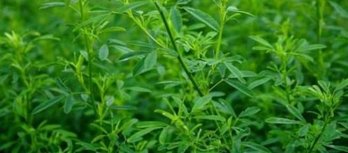 高草的注意事项