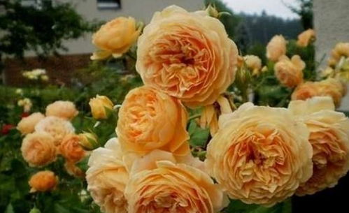 荷兰金：金黄色的魅力