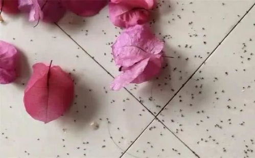 花盆小飞虫？如何轻松解决