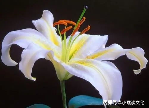 白百合的优雅与纯洁，是否揭示了它花语深意中的某种人生哲理