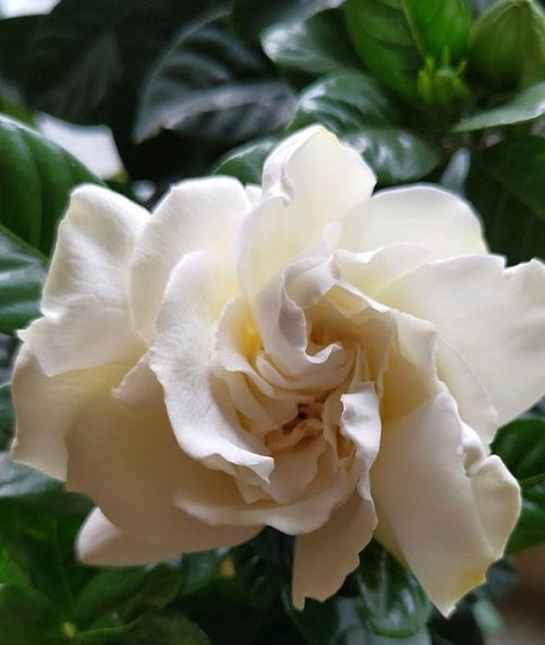 栀子花发黄之谜：探究其根源