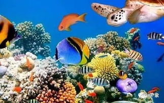 观赏鱼吃什么饲料最好，既能保证营养均衡又能有效预防疾病？