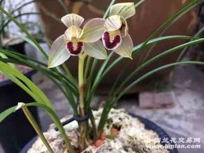 兰花种植，花开有时