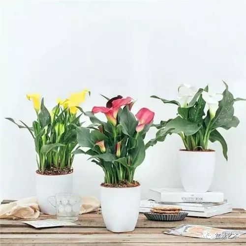 施肥篇：磷钾元素， 花朵的助力器