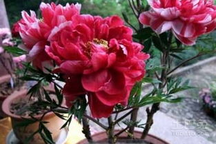 盆栽洋牡丹冬天养护全攻略：从新手到老手的进阶之路