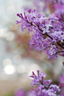 丁香花，香气浓郁