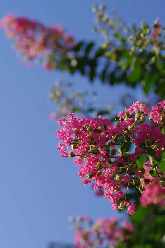 紫薇花的开花高度之谜