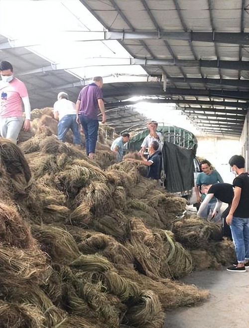 苎麻冬套技术助力农民增收，提高苎麻产量与品质