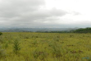 山西黄土坡上的柠条， 好堪又省心