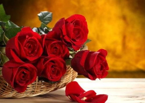 如何把玫瑰花平安带回家