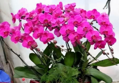 蝴蝶兰一年开几次花？不同养法花期大不同