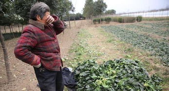 苏云金：神秘的中草药之谜