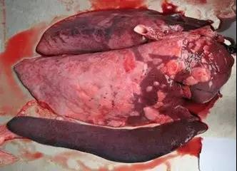 猪高致病性蓝耳临床症状有哪些？防控技术如何实施
