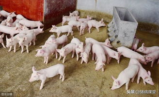 生猪免疫，每周一次