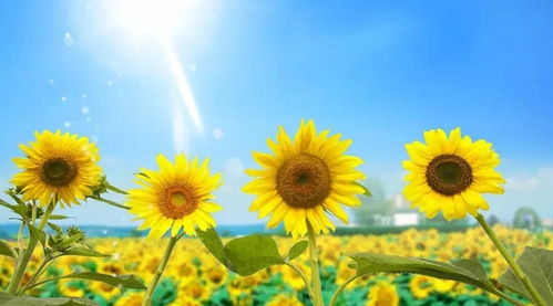 太阳花养殖技巧与外观特征速览