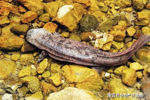 大鲵工厂化繁育及养殖技术，一种高效利用生物资源的方法