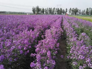 红豆草抗旱性能卓越，适应性强